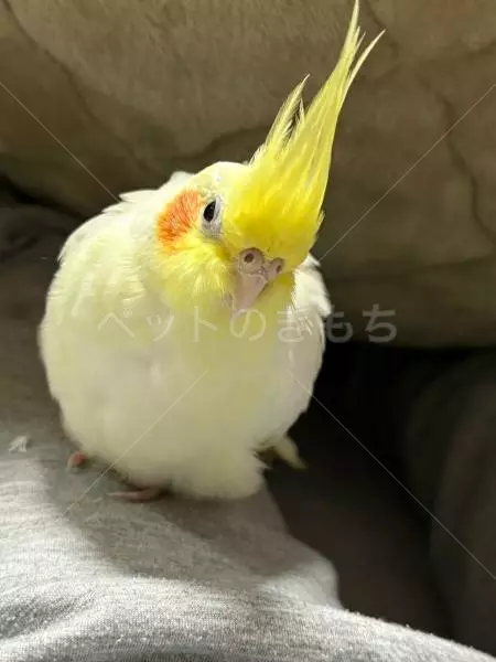 迷子鳥の画像