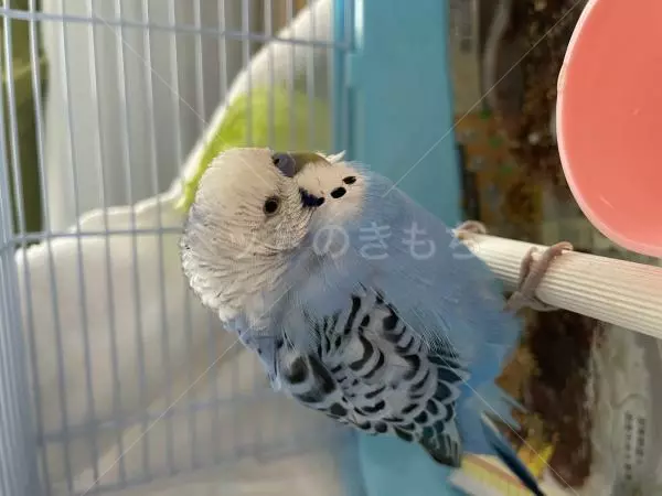 保護鳥の画像