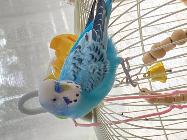 迷子鳥の画像