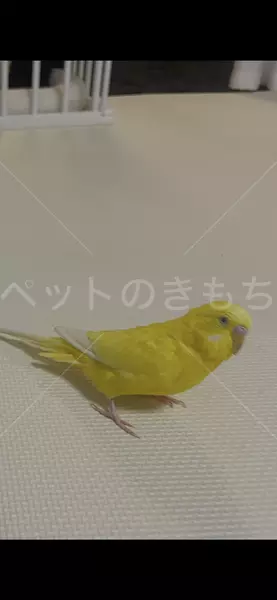迷子鳥の画像