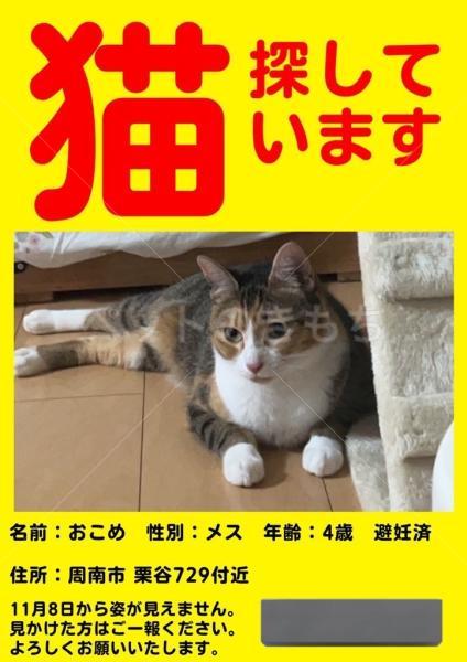 迷子猫の画像