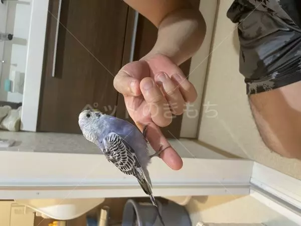 コメントの画像