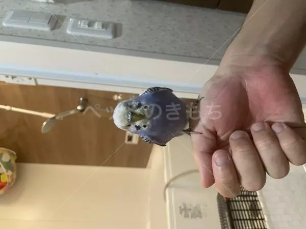 コメントの画像