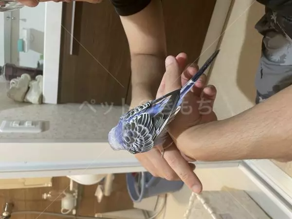 コメントの画像