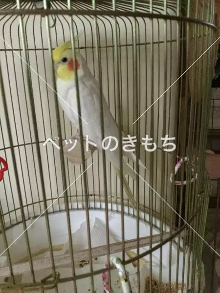 迷子鳥の画像