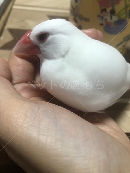 迷子鳥の画像