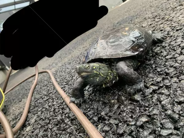 迷子ペットの画像