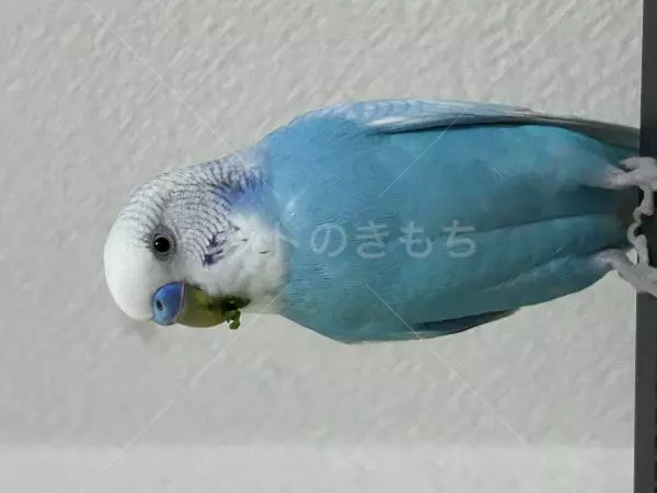 迷子鳥の画像