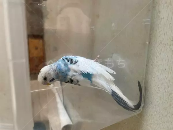 コメントの画像