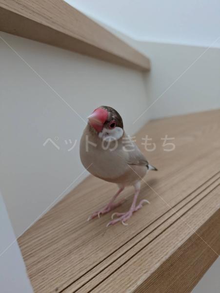 迷子鳥の画像