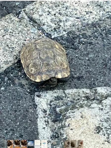 保護ペットの画像