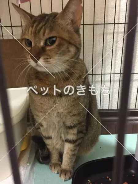保護猫の画像