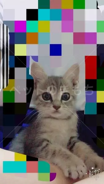 迷子猫の画像