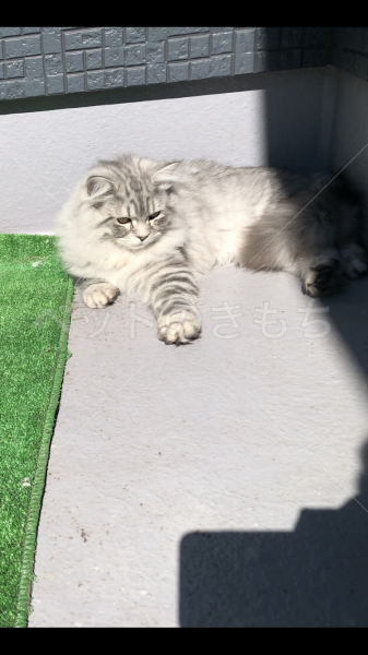 迷子猫の画像
