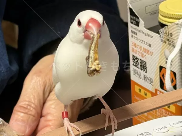 迷子鳥の画像