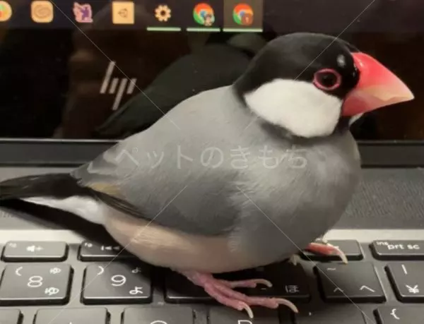 迷子鳥の画像