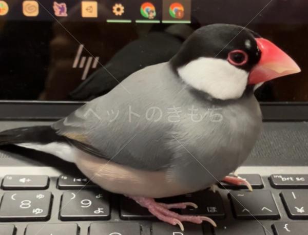 迷子鳥の画像