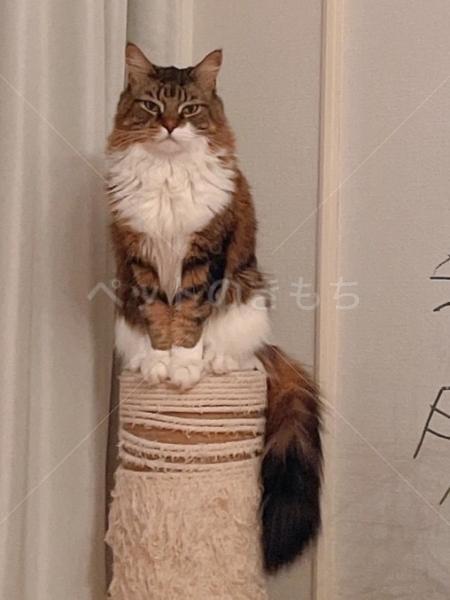 迷子猫の画像