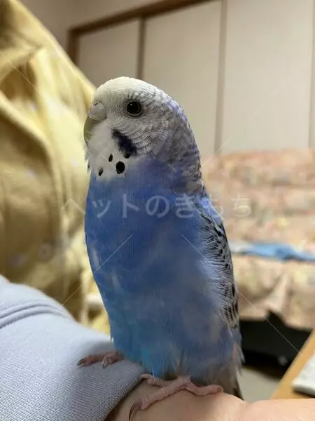 迷子鳥の画像