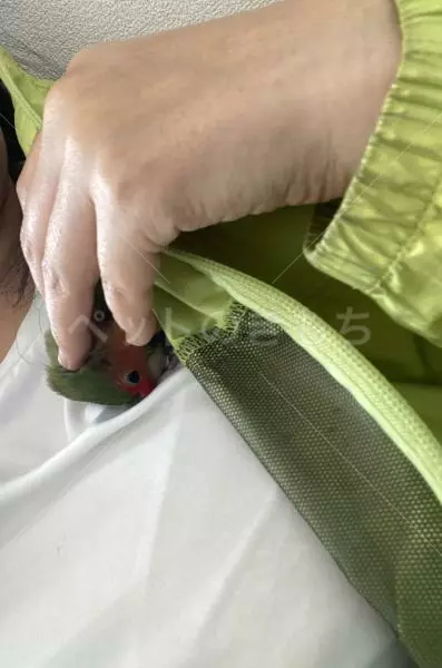 コメントの画像