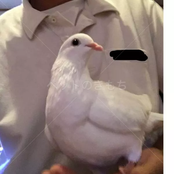 保護鳥の画像