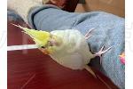 迷子鳥の画像
