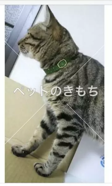 保護猫の画像