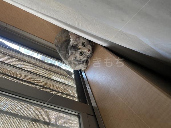 迷子猫の画像