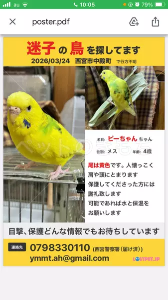 迷子鳥の画像