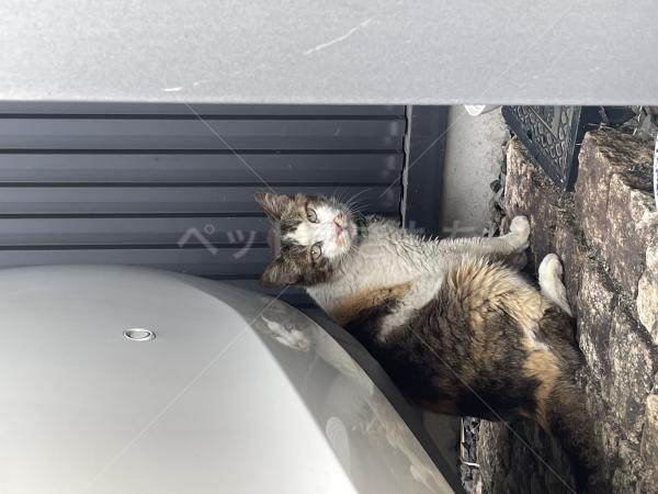 保護猫の画像