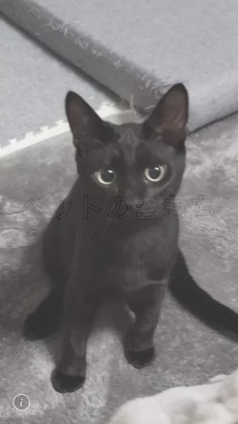 迷子猫の画像