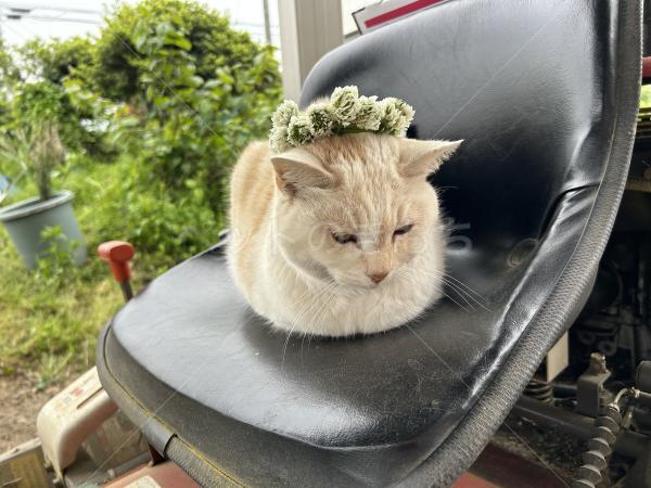 迷子猫の画像