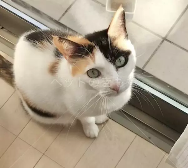迷子猫の画像
