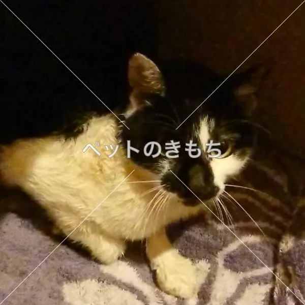 保護猫の画像