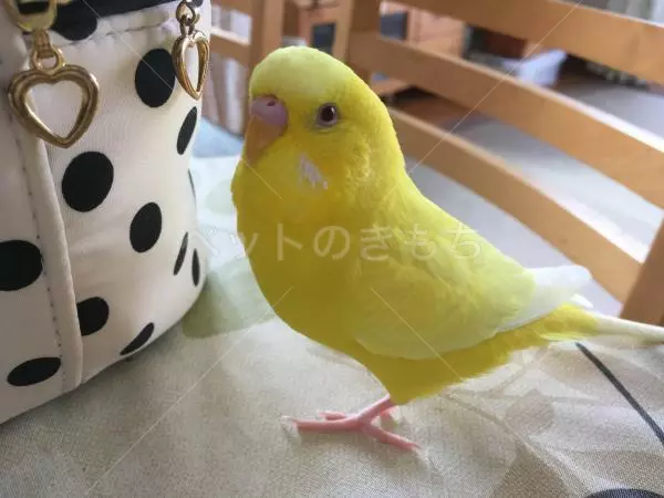 迷子鳥の画像