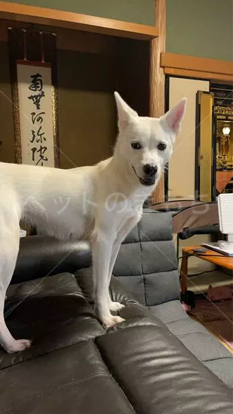 迷子犬の画像