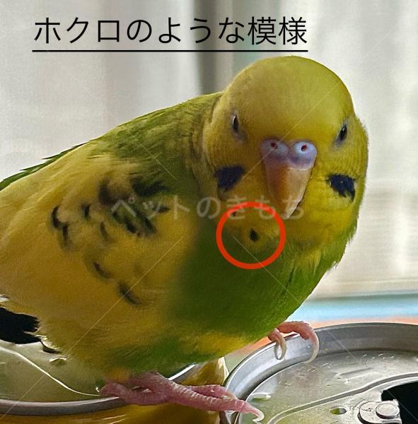 迷子鳥の画像