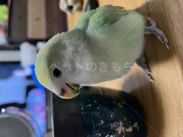 迷子鳥の画像