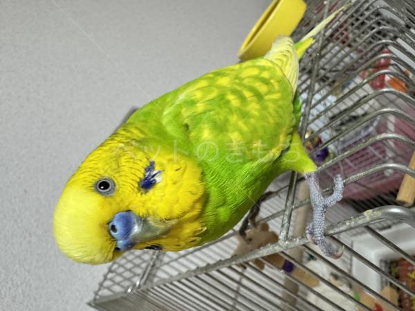 迷子鳥の画像