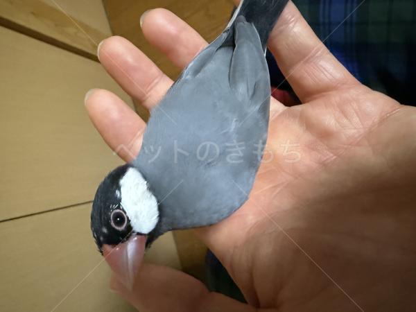 迷子鳥の画像
