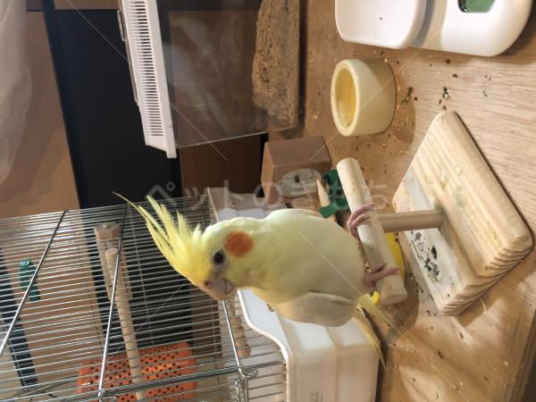 迷子鳥の画像