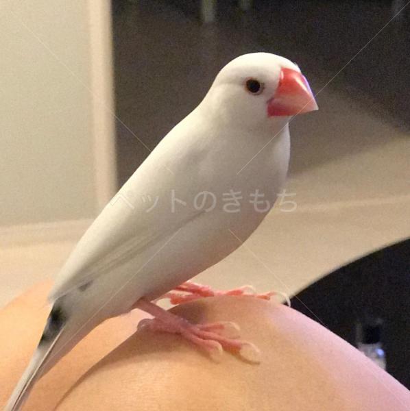 迷子鳥の画像