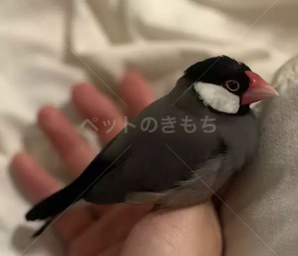 迷子鳥の画像