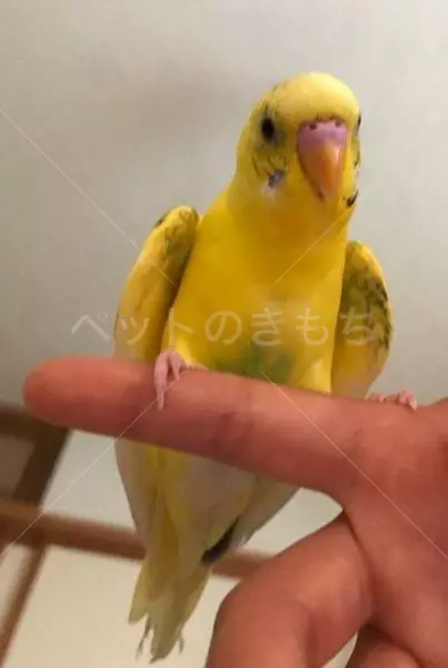 迷子鳥の画像