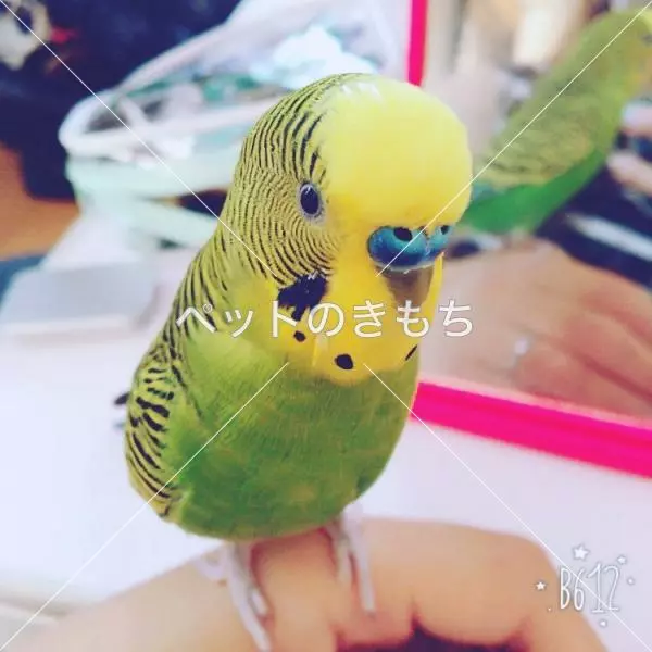 迷子鳥の画像