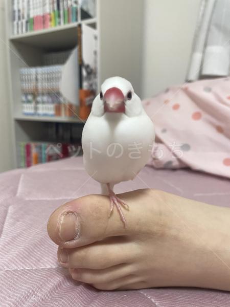 迷子鳥の画像