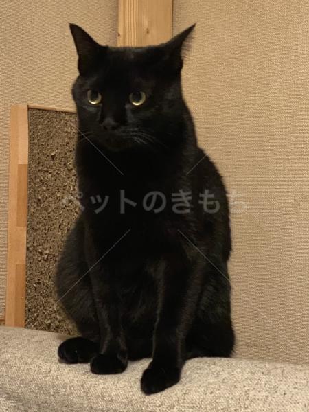 京都府京都市右京区嵯峨伊勢ノ上町で黒猫が迷子になりました。迷子猫
