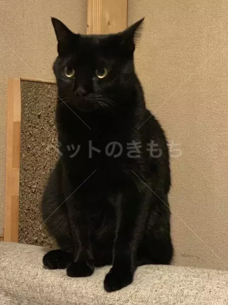 迷子猫の画像
