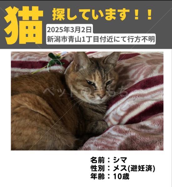 迷子猫の画像