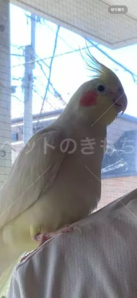 迷子鳥の画像
